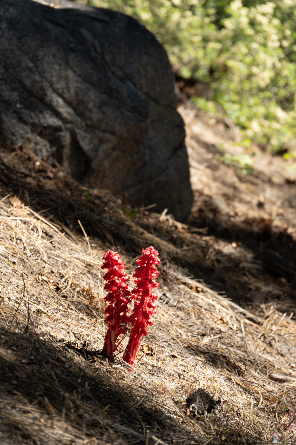 Red wildflowers