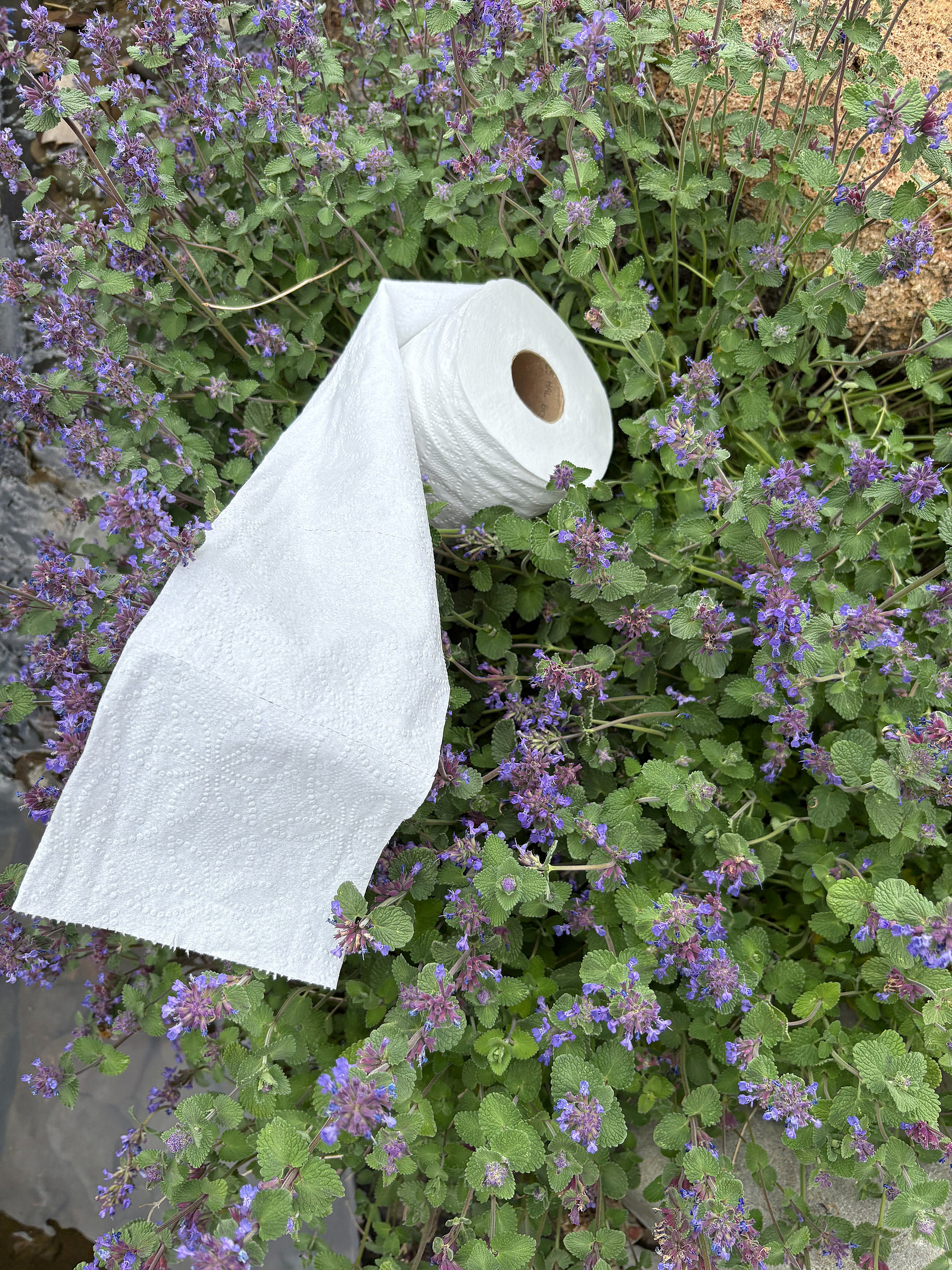 Toilet paper and wildflowers
