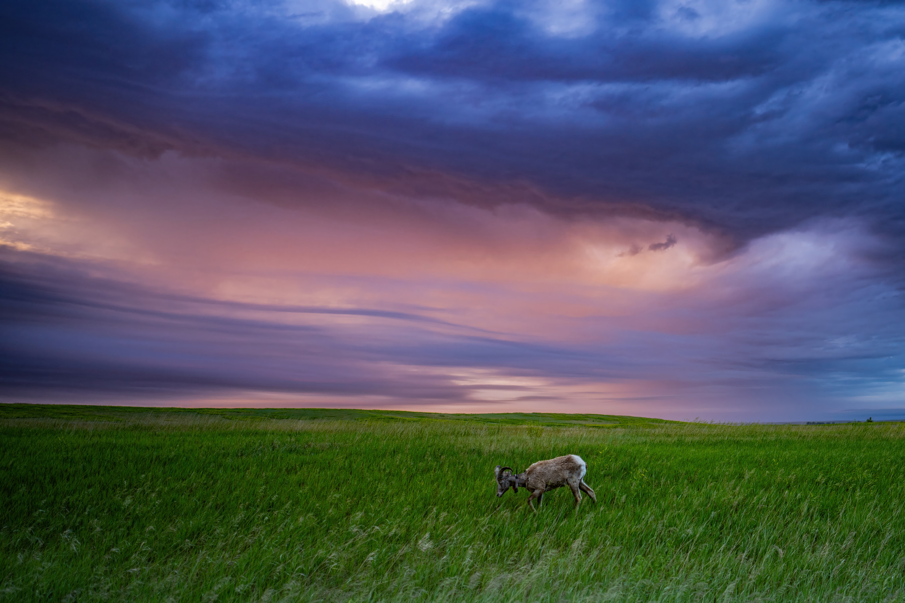 A Bighorn sheep grazes just after sunset in Badlands National Park.