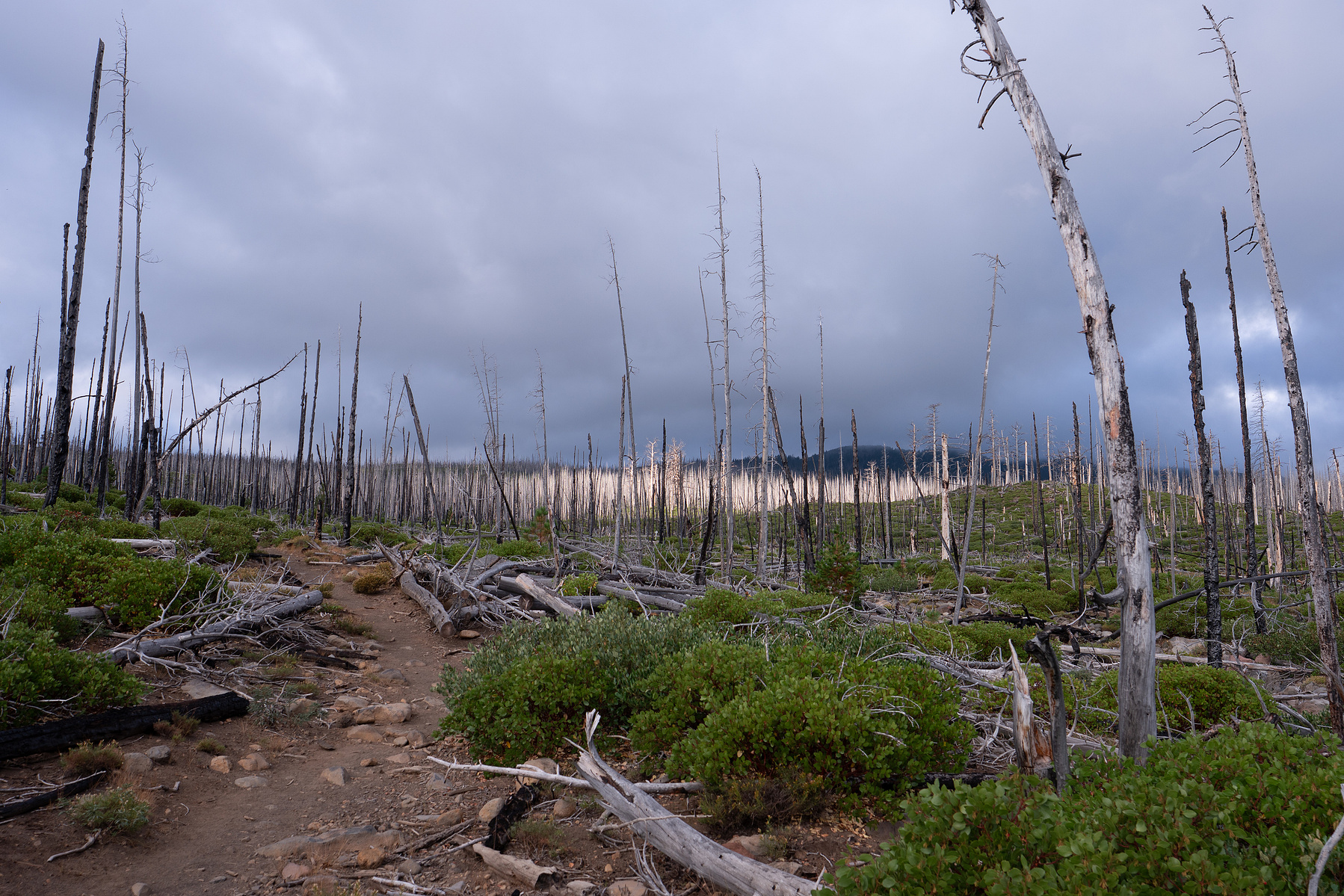 A burned out section of trail on the way to Camp Lake