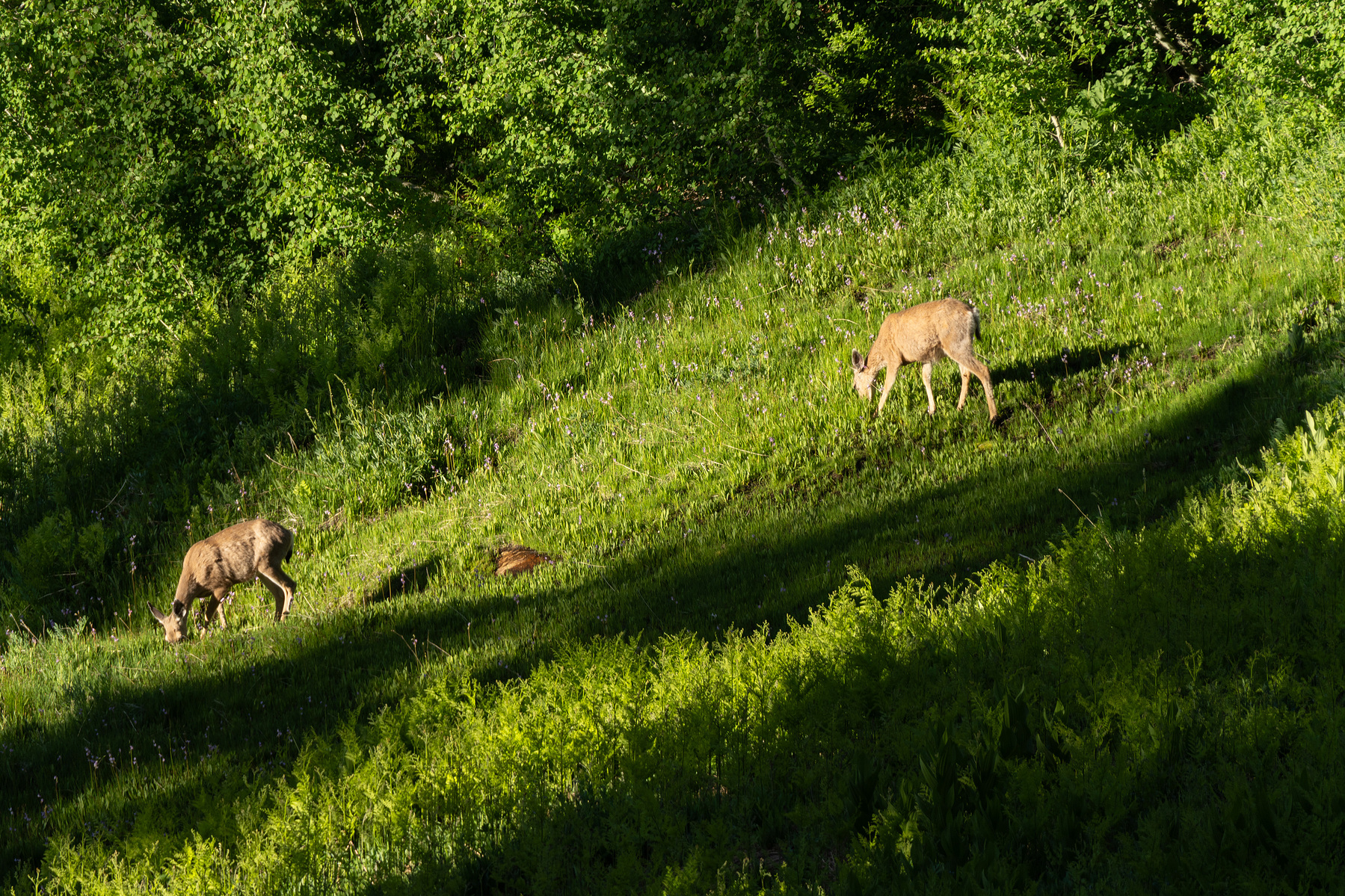 Two deer grazing.