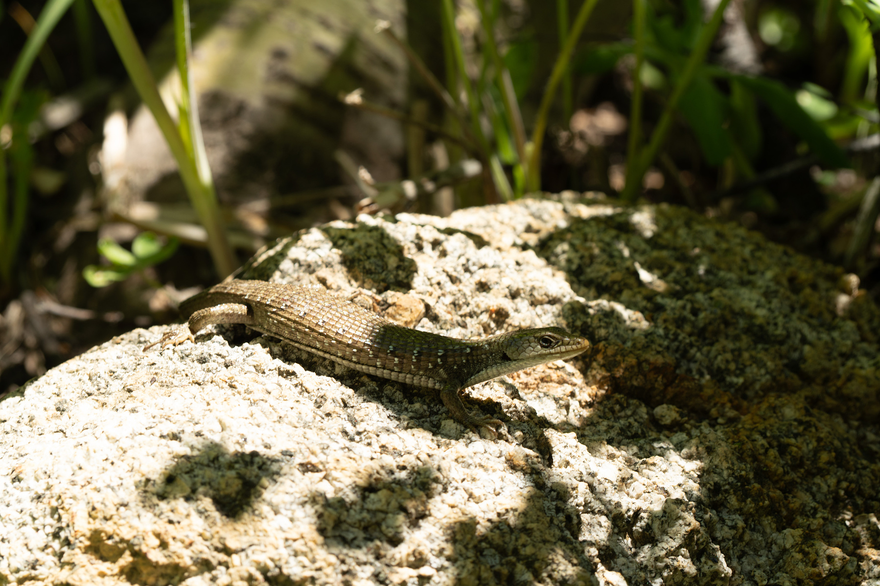 Salamander on a rock.