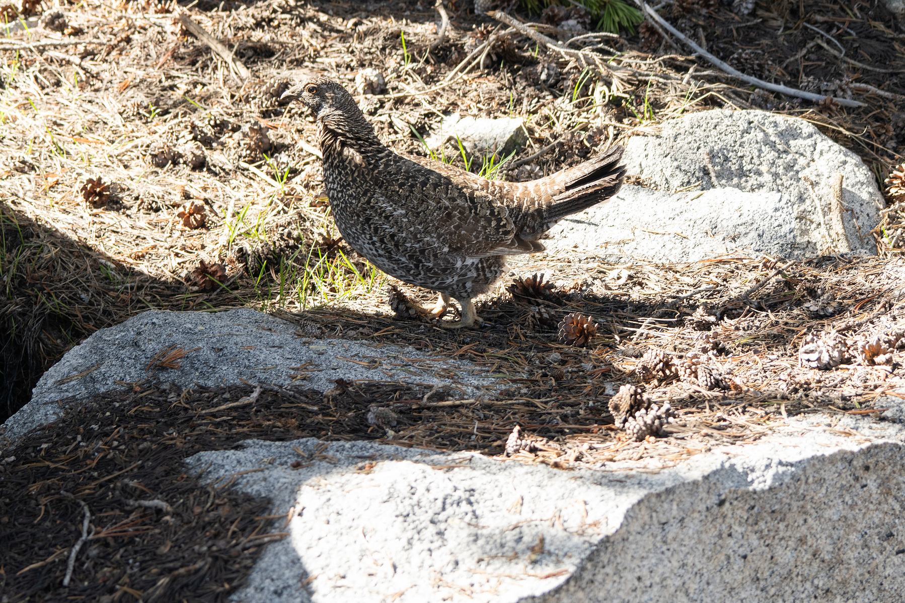 Grouse on a rock.
