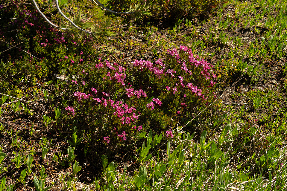 pink wildflowers