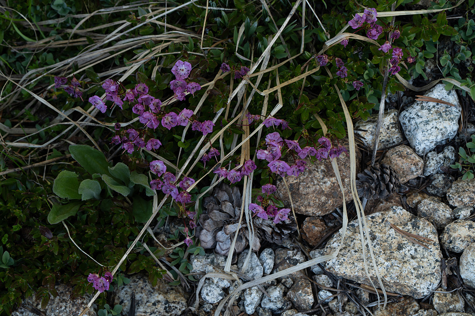 purple wildflowers