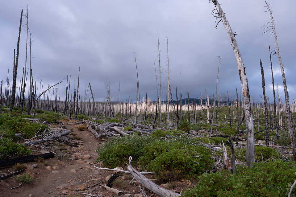 A burned out section of trail on the way to Camp lake