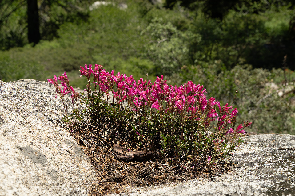 red wildflowers
