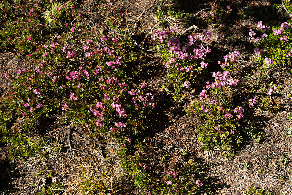 purple wildflowers