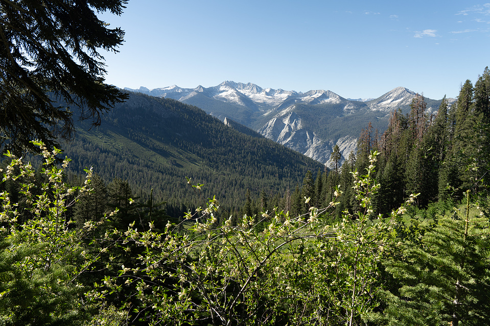 White wildflowers with a mountain view