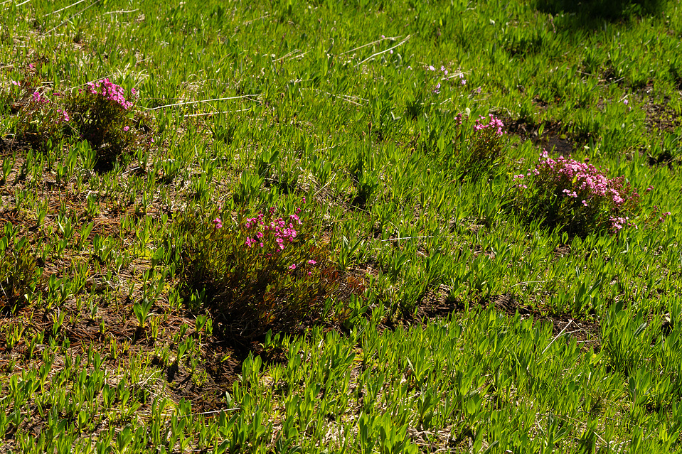 purple wildflowers