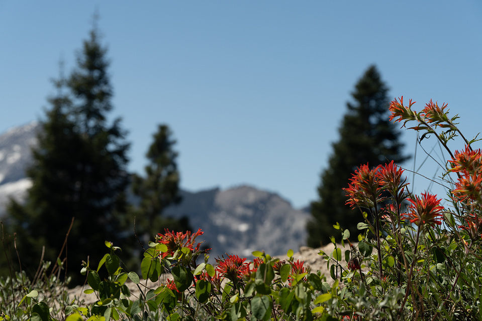 red wildflowers
