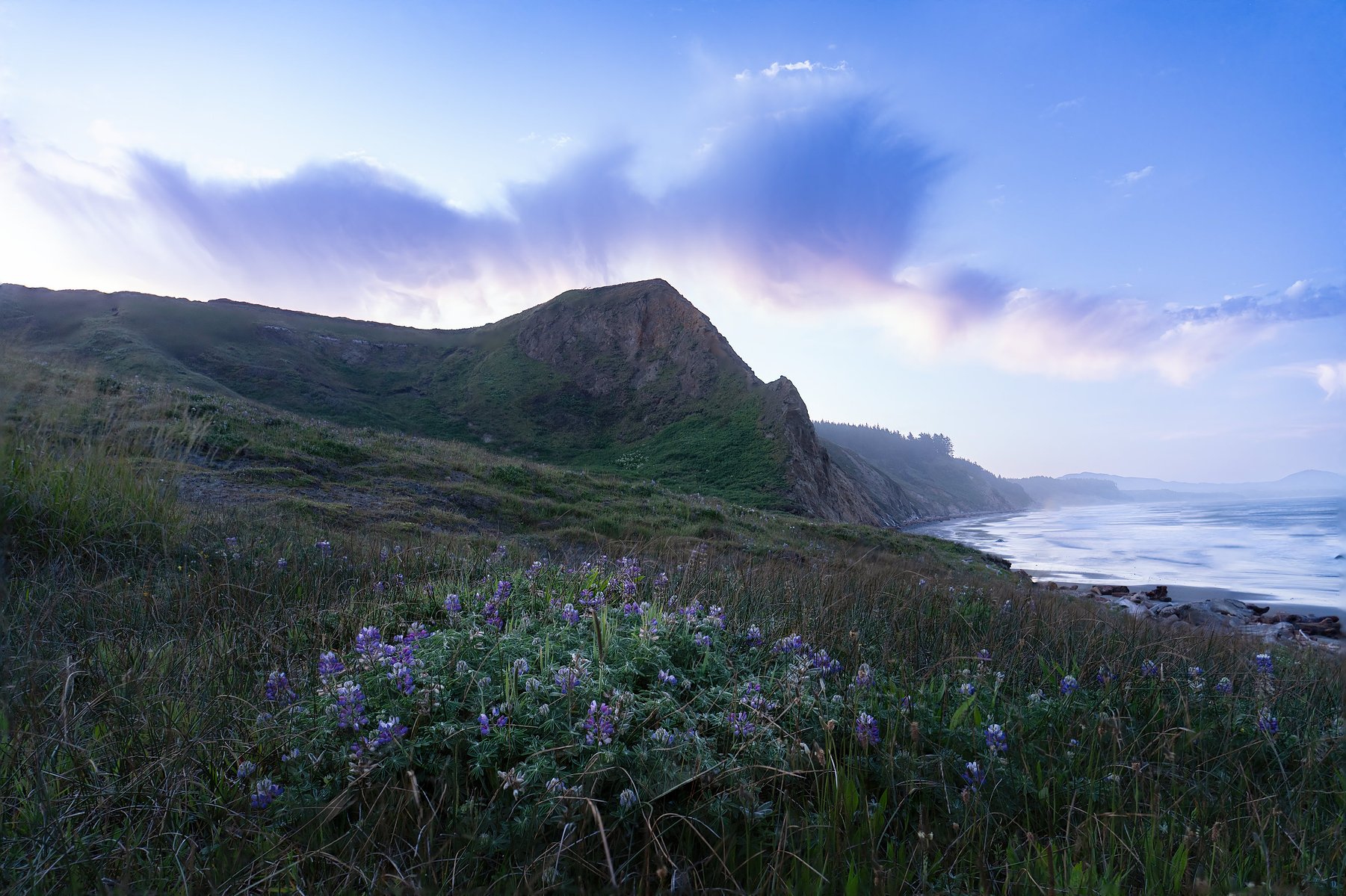 Flowers in the foreground of an Oregon Coast sunrise