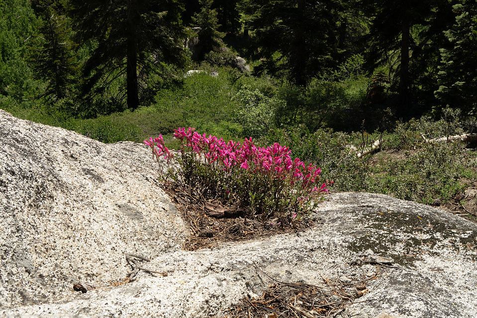 red wildflowers and a granite rock
