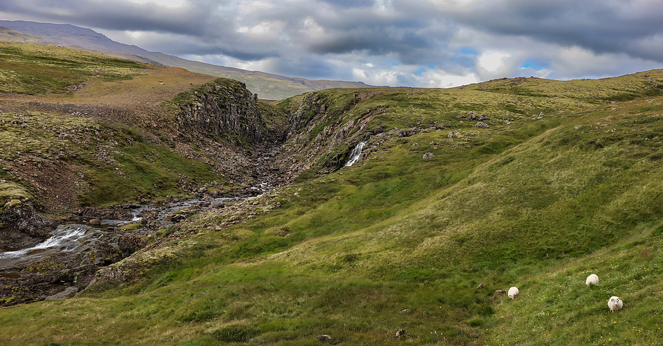 Sheep Grazing in Iceland