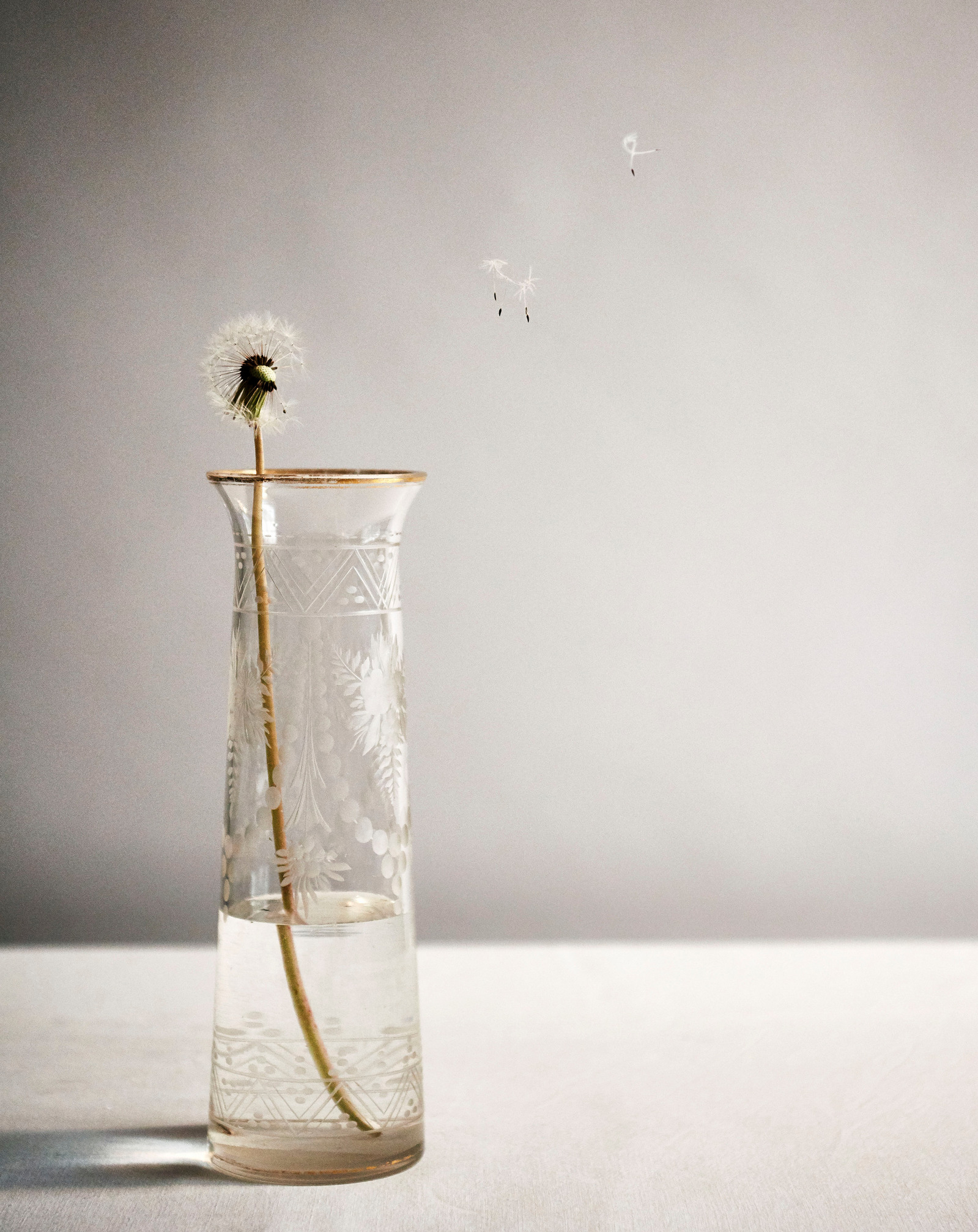Still Life photography of dandelion blow puff in vase
