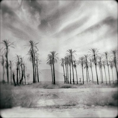 iPhone shot of rows of dead palm trees in California desert with mountains in the vague distance