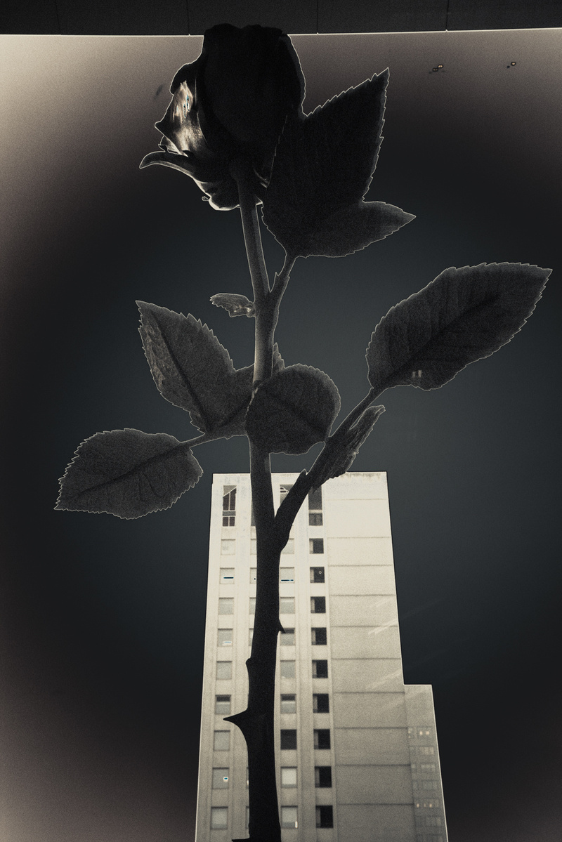 Surreal image of giant rose flower with skyscraper in the background