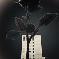 Surreal image of giant rose flower with skyscraper in the background