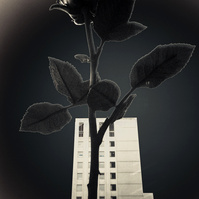 Surreal image of giant rose flower with skyscraper in the background