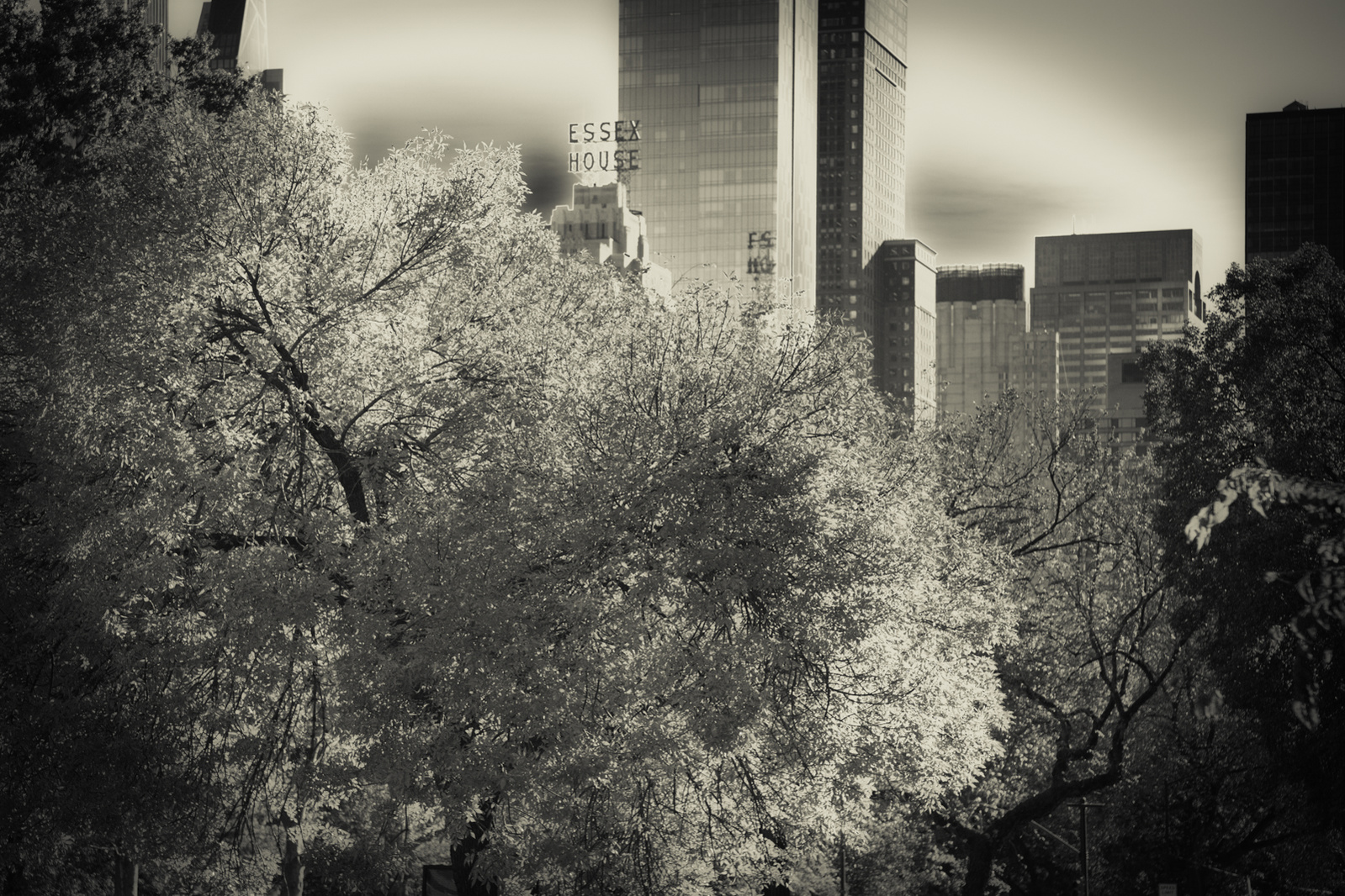 View from Central Park, Manhattan with trees and skyscrapers in monochrome tones