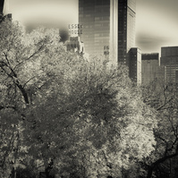 View from Central Park, Manhattan with trees and skyscrapers in monochrome tones