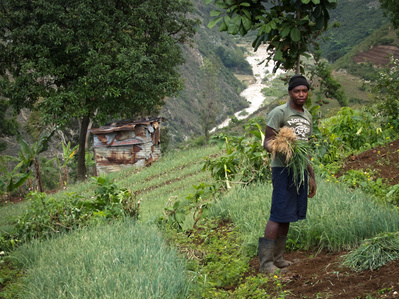A Haitian farmer tends to his lush land on a hillside in the mountains