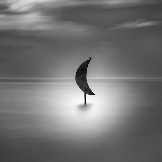 Bird on the Moon