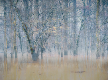 Misty Morning Blooms