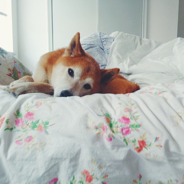 A shiba inu dog resting on a white and floral print bed, looking at the camera.