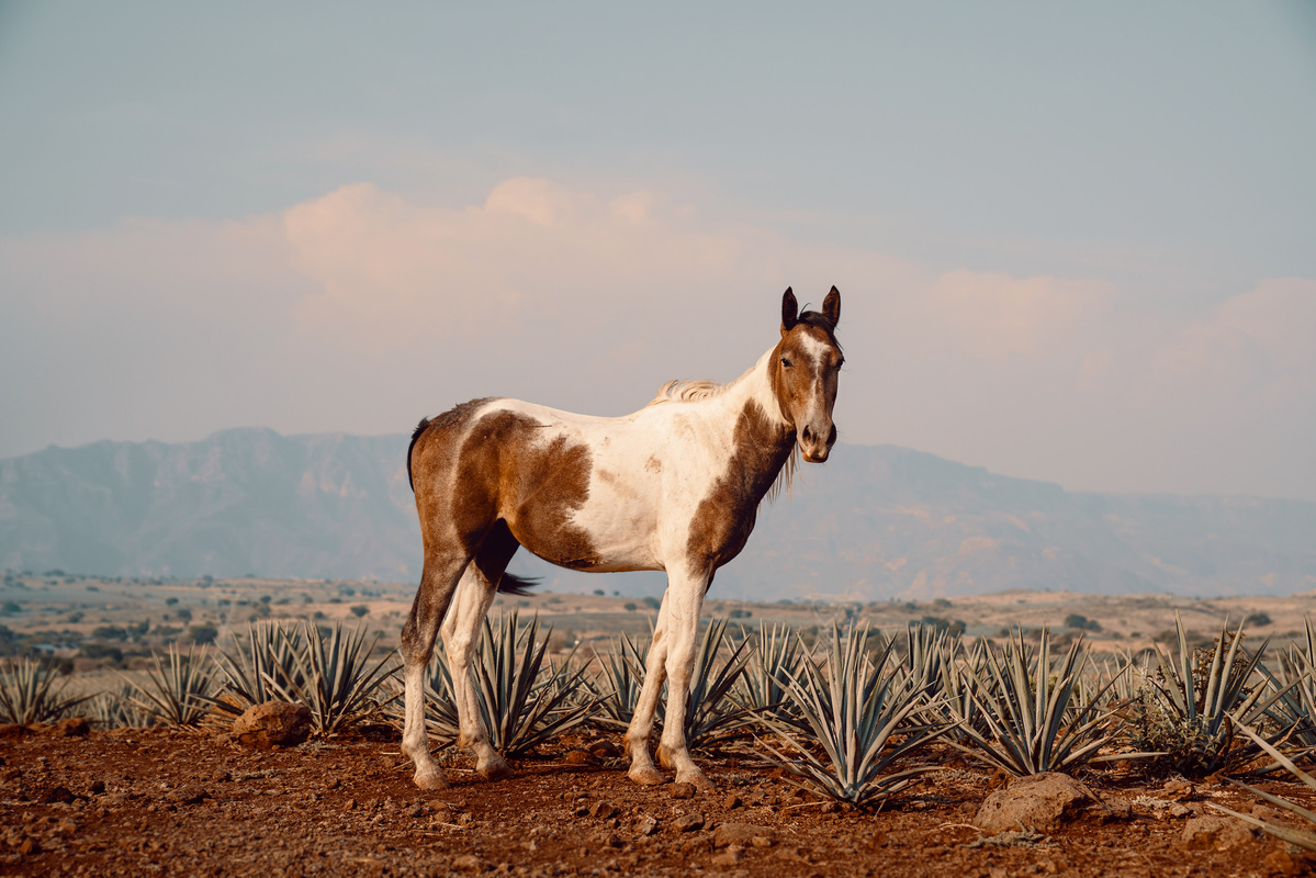 Juan Lobo Tequila, horse during sunset in Mexico