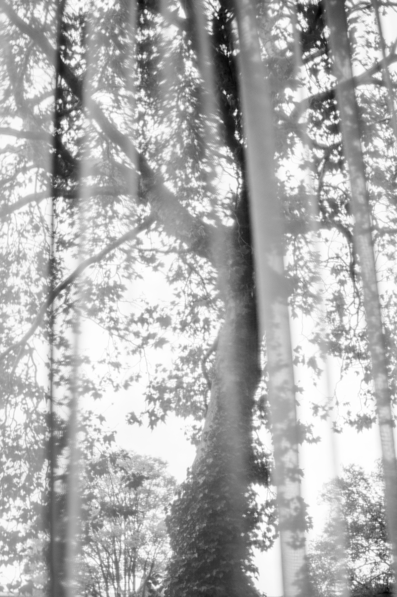 Fine ArtPhotography, FineArt, ArtPhoto, konstfotograf, trees