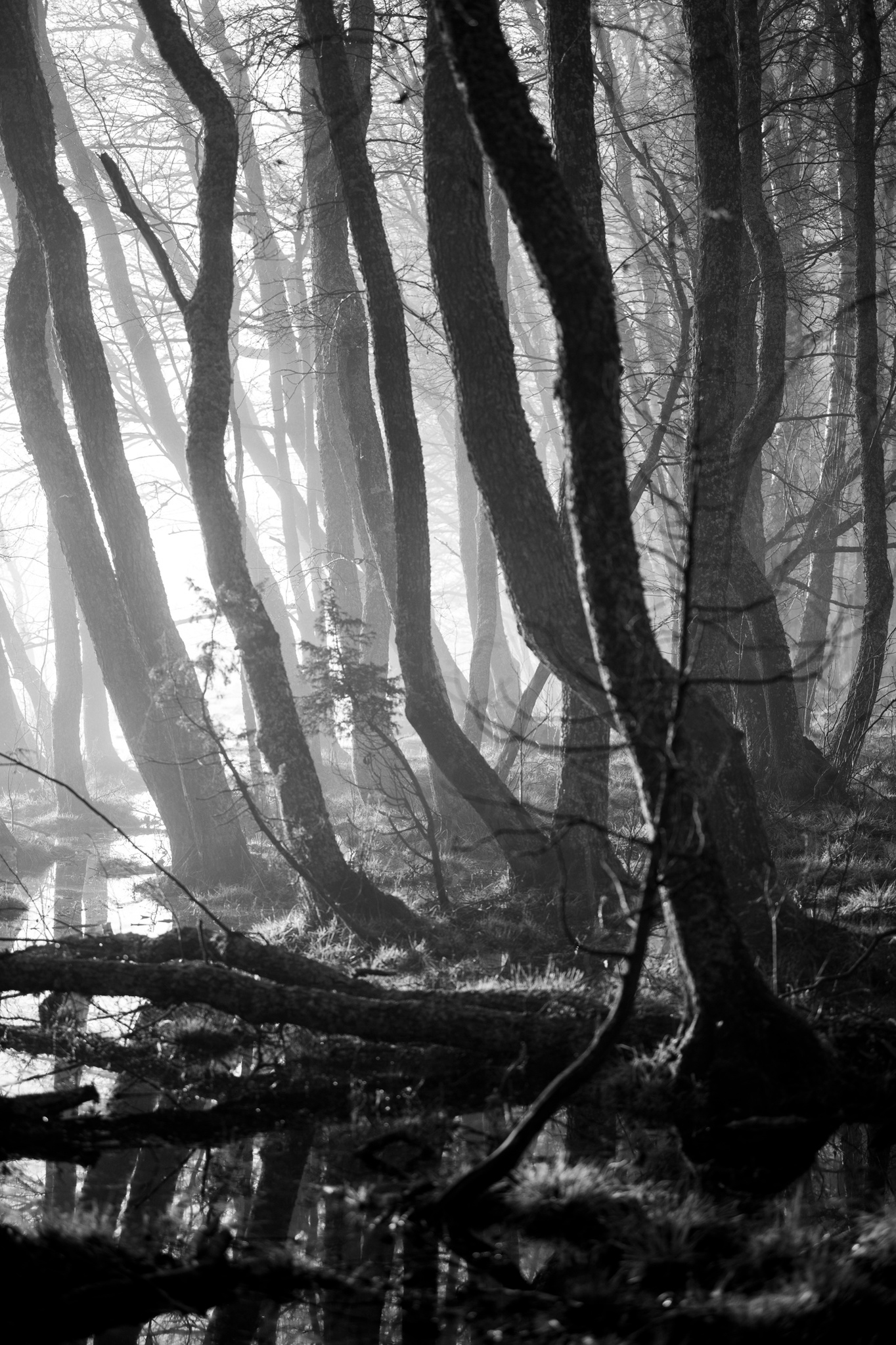 Fine ArtPhotography, FineArt, ArtPhoto, konstfotograf, trees
