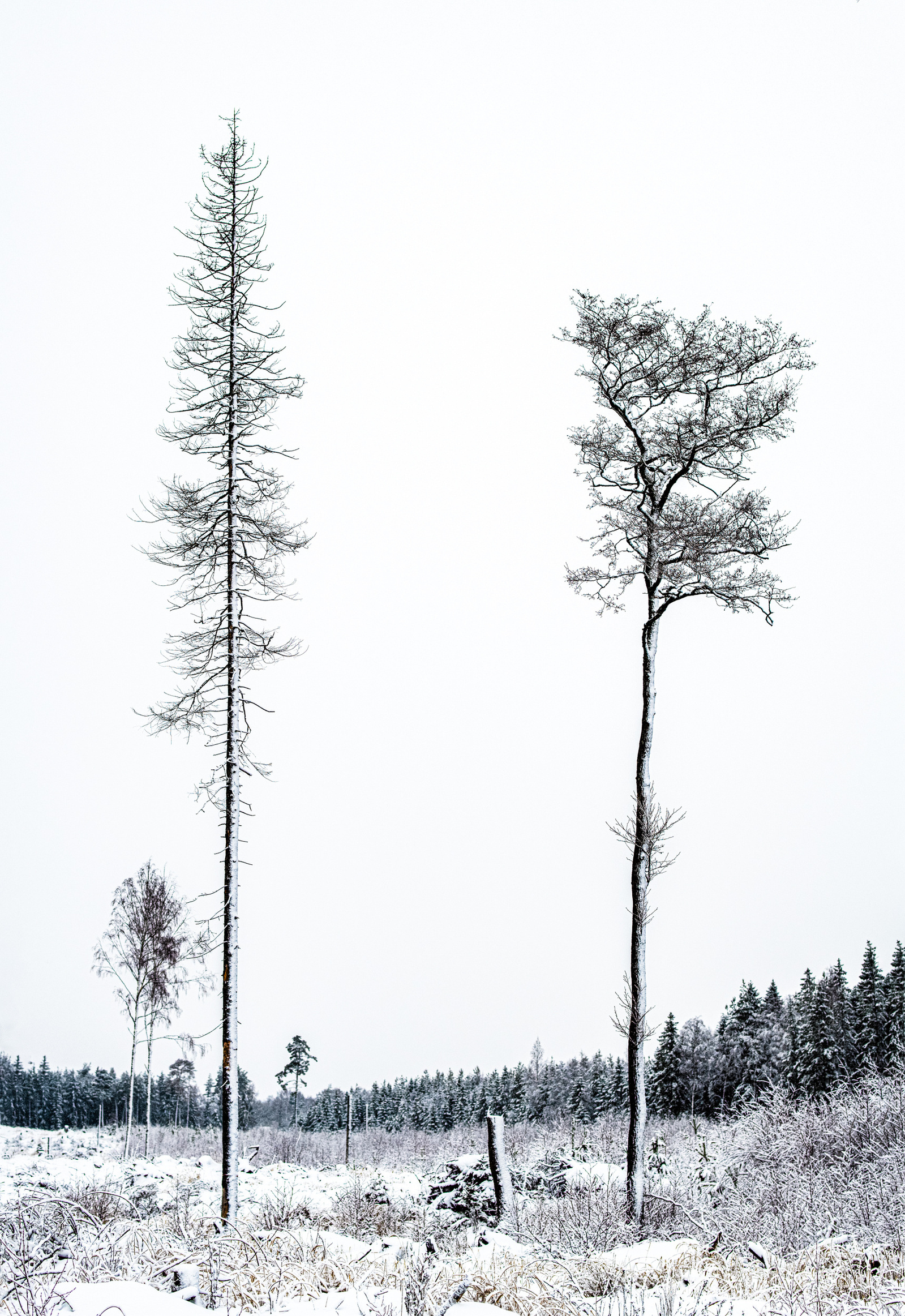 Fine ArtPhotography, FineArt, ArtPhoto, konstfotograf, trees