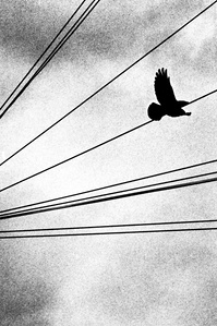 A crow takes flight by telegraph pole wires, Clitheroe. 
Photograph from the series To Live and Die in Lancashire: Wet Paint by Matthew James Fleming. Taken with a Leica M6 and Ilford HP5 35mm film.