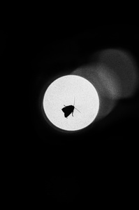 A moth lands on the window of a 30 storey hotel. 
From the photographic series "In Praise of Shadows". Shot on black and white film by photographer Matthew Fleming. 