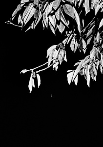 Photograph by Matthew James Fleming from the series &quot;Journal&quot;. Taken with Ilford HP5 35mm film in Lancashire. 