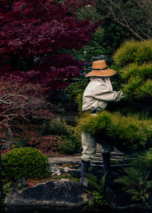 A gardener delicately prunes a pine bonsai tree, Kyoto. 
Photograph from the series Forbidden Colours by Matthew James Fleming. Taken with a Leica M6 and Kodak Portra 400 35mm film.