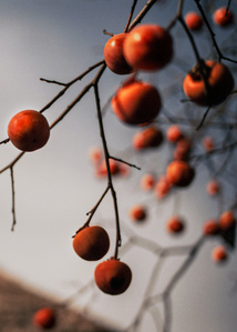 Persimmons close to harvest adorn a tree at a traditional Japanese village, Fujikawaguchiko.
Photograph from the series Forbidden Colours by Matthew James Fleming. Taken with a Leica M6 and Kodak Ektar 35mm film.