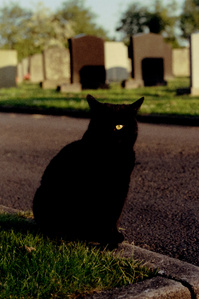 'Good Lad' the Graveyard cat, Clitheroe. Photographed by Matthew Fleming with Leica M6 and Agfa Vista 200 (Poundland) film.