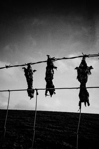 Photograph from the series To Live and Die in Lancashire: Goodbye Pork Pie Hat by Matthew James Fleming. Taken with a Leica M6 and Ilford HP5 35mm film.
Dead moles hang on a fence, proof that the molecatcher's job has been done. Clitheroe. 