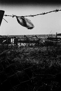 Photograph from the series To Live and Die in Lancashire: Goodbye Pork Pie Hat by Matthew James Fleming. Taken with a Leica M6 and Ilford HP5 35mm film. 
A carrier bag twists on a barbed wire fence, Blackburn. December 2020.