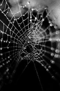 Photograph from the series To Live and Die in Lancashire: Goodbye Pork Pie Hat by Matthew James Fleming. Taken with a Leica M6 and Ilford HP5 35mm film. 
Droplets of rain gather on a mid-autumn spider web.