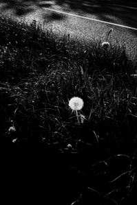 Photograph from the series To Live and Die in Lancashire: Goodbye Pork Pie Hat by Matthew James Fleming. Taken with a Leica M6 and Ilford HP5 35mm film. 
A dandelion clock catches the light by the side of the road, Preston. 