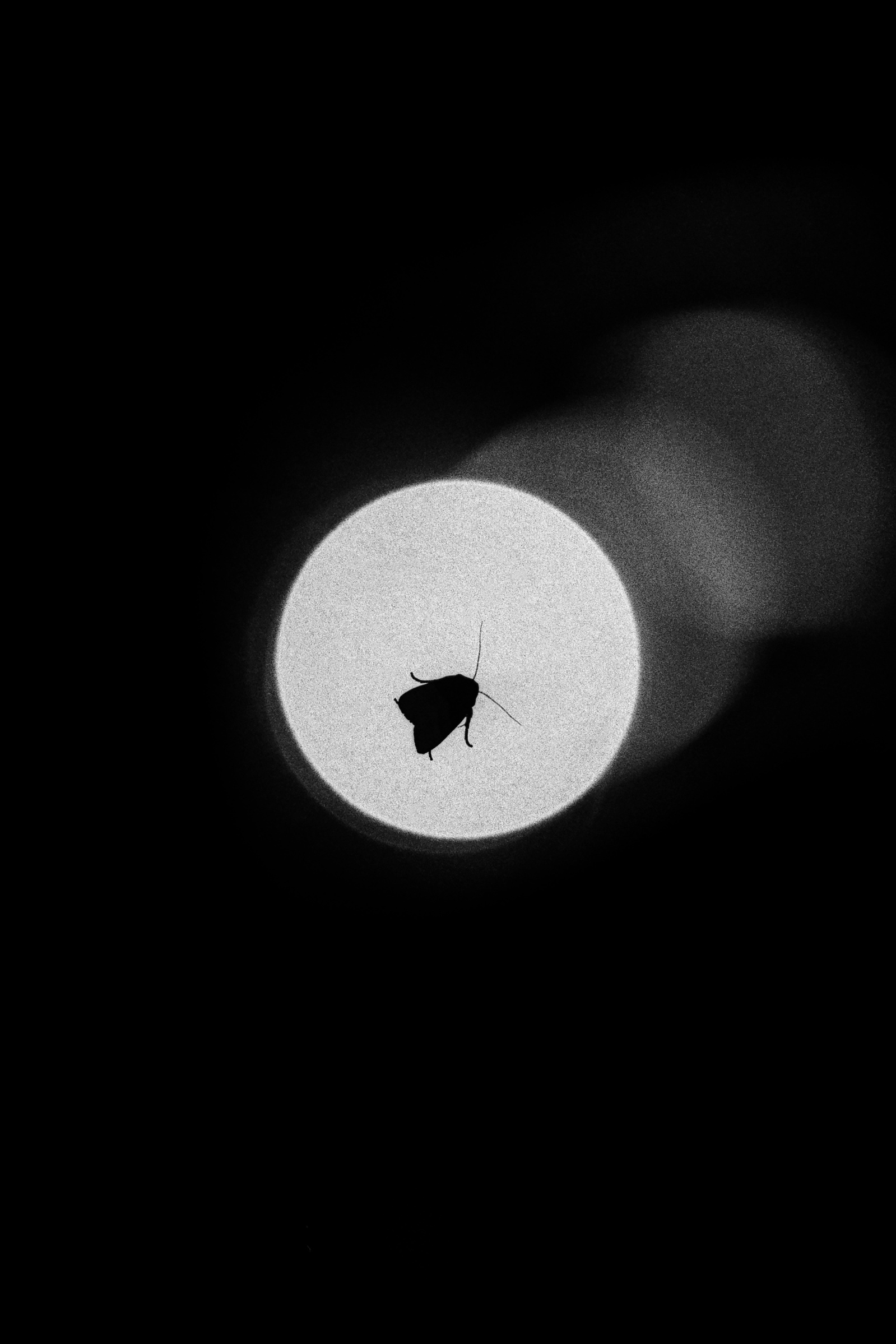 A moth lands high on a hotel window, Shinjuku, Tokyo, June 2018. Photographed by Matthew Fleming on 35mm Ilford HP5 film with a Nikon F100.