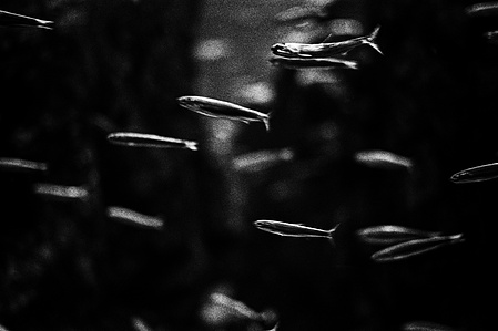 Photograph by Matthew James Fleming from the series &quot;Journal&quot;, Issue 2: The Descent. Taken with Ilford HP5 35mm film in Tokyo.