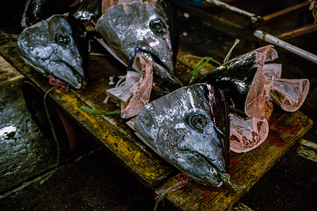 The heads of large tuna rest on a cart at the Tsukiji Fish market, Tokyo. 
Photograph from the series Forbidden Colours by Matthew James Fleming. Taken with a Leica M6 and Kodak Portra 800.