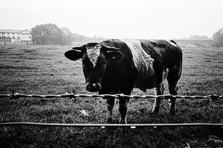 Photograph from the series To Live and Die in Lancashire: Goodbye Pork Pie Hat by Matthew James Fleming. Taken with a Leica M6 and Ilford HP5 35mm film. 
A cow in a rain soaked field by the Tickled Trout hotel, Preston.