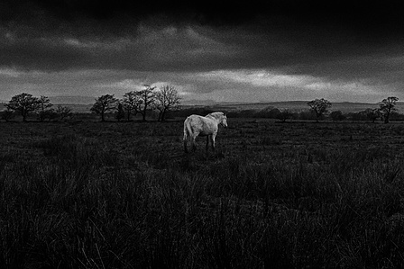 Photograph from the series To Live and Die in Lancashire: Goodbye Pork Pie Hat by Matthew James Fleming. Taken with a Leica M6 and Ilford HP5 35mm film. 
A white horse stands in a desolate field, Clitheroe. 