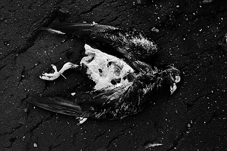 Photograph from the series To Live and Die in Lancashire: Goodbye Pork Pie Hat by Matthew James Fleming. Taken with a Leica M6 and Ilford HP5 35mm film. 
A decaying pigeon, with bones visible.