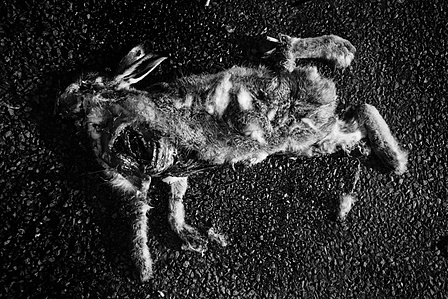 Photograph from the series To Live and Die in Lancashire: Goodbye Pork Pie Hat by Matthew James Fleming. Taken with a Leica M6 and Ilford HP5 35mm film.
A dead hare, seen in the middle of a road.  
